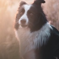 Najprv som musel plasit diviaka, potom ma dostipali ovady, prejst do pola, polezat kvoli kompo.. ale po dlhsej dobe som fajne pofotil, este aj zapad vysiel top.