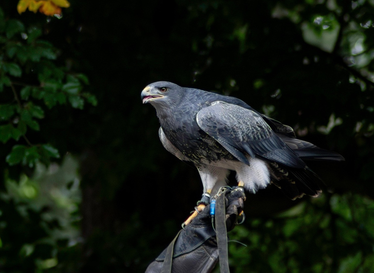 Geranoaetus melanoleucus