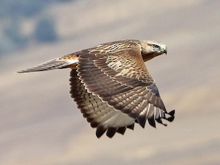 Buteo rufinus