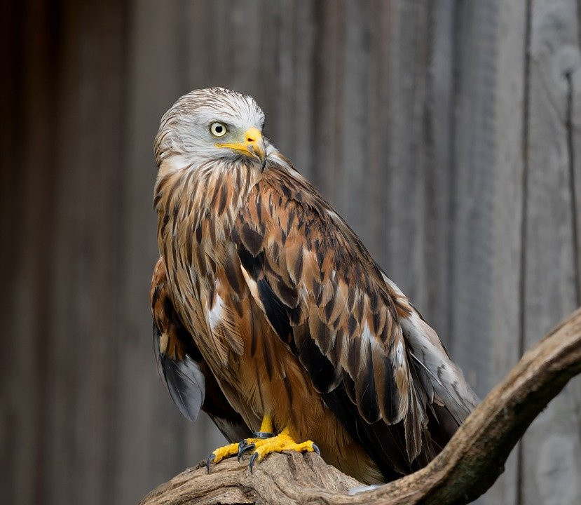 Milvus milvus 