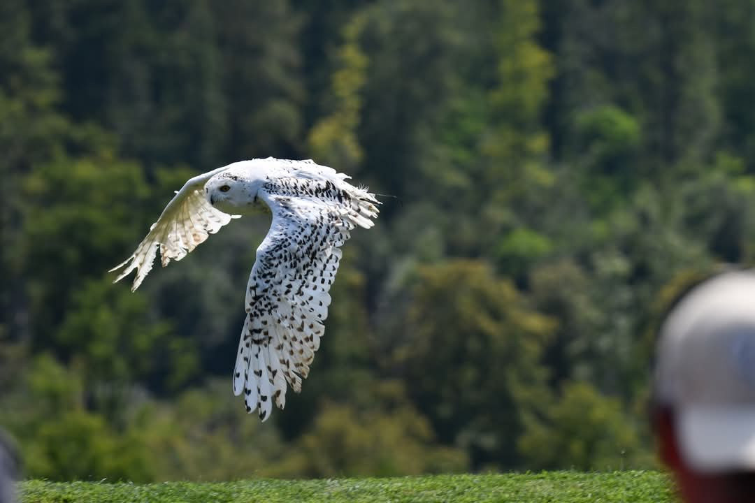 Bubo scandiacus