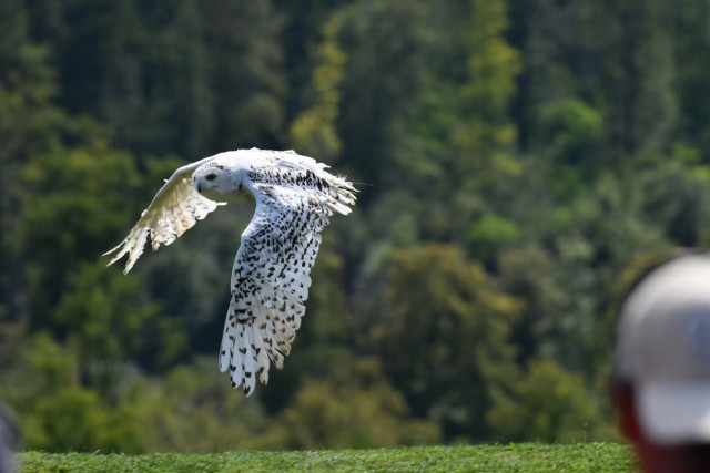Bubo scandiacus