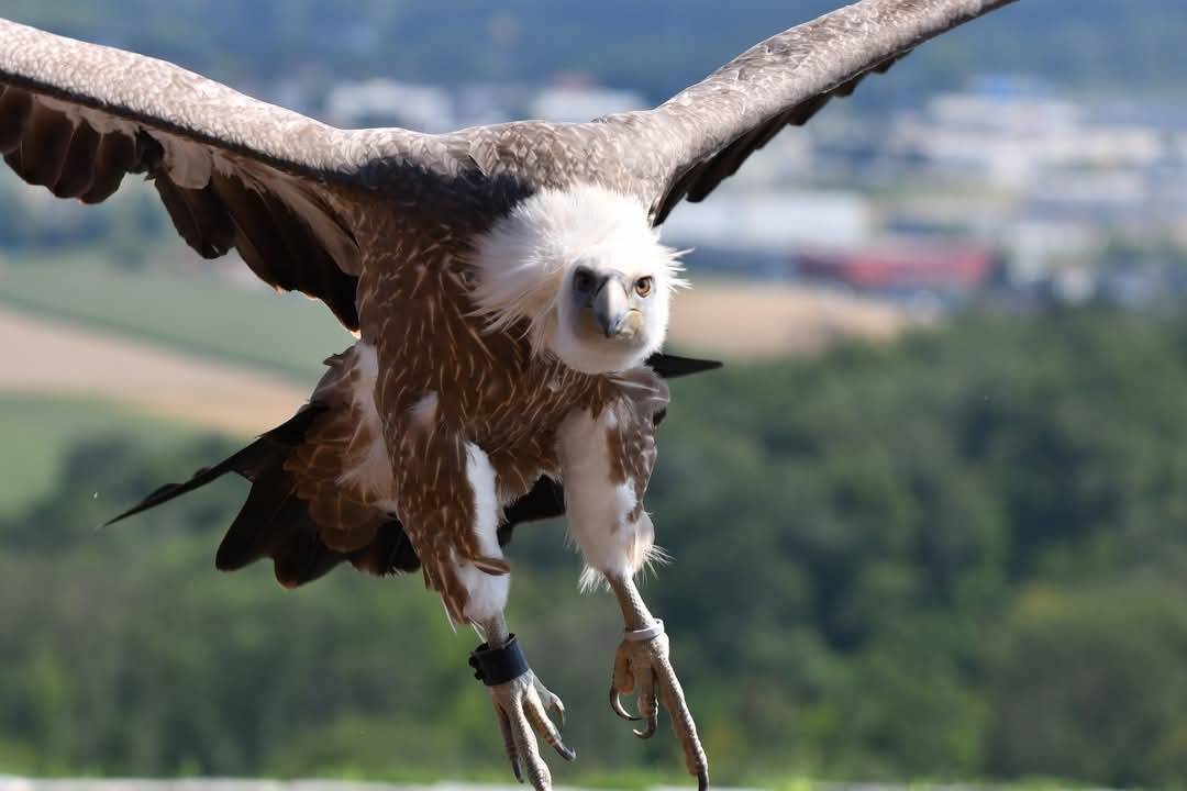 Gyps fulvus