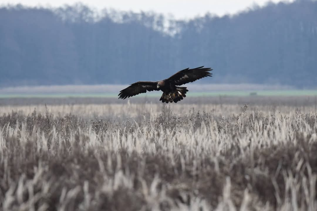 Aquila chrysaetos