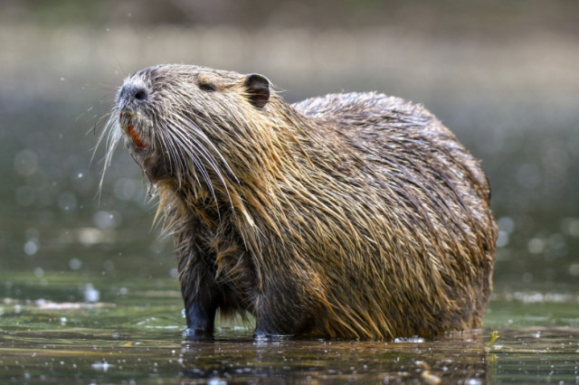 Nutria