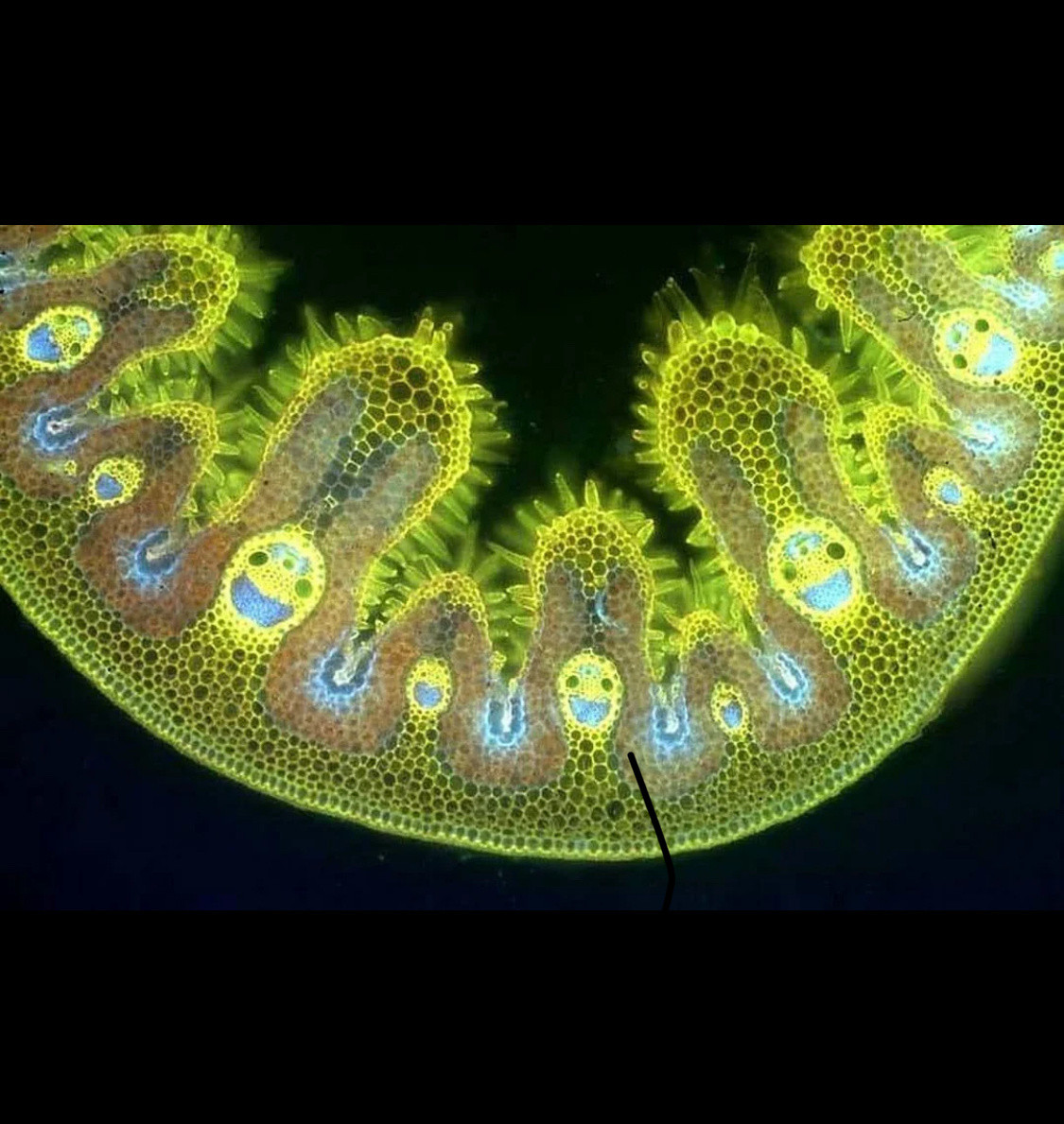 Bunky trávy pod mikroskopom 