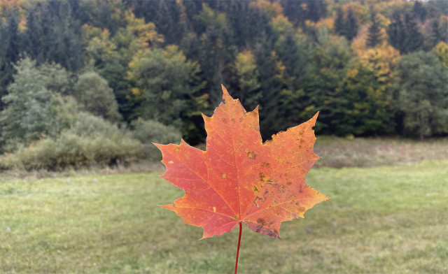 Oh, Canada!