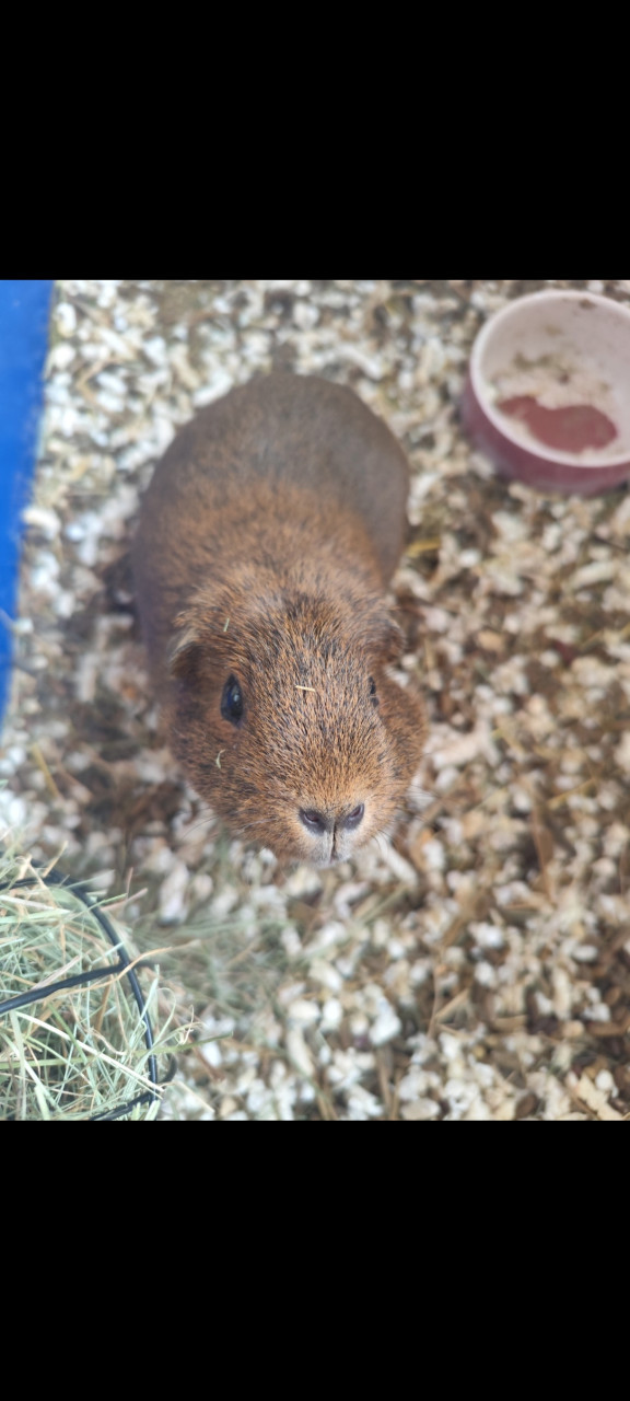 Tato moja mini kapybara ? <3 Ktovie čo si o mne myslí, keď som ku nej obor a predsa sa ma neboji :) <3