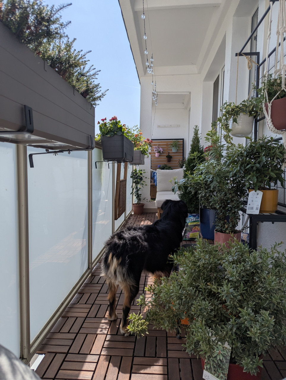 the balkon