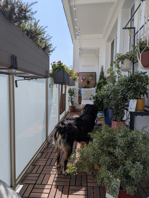 the balkon