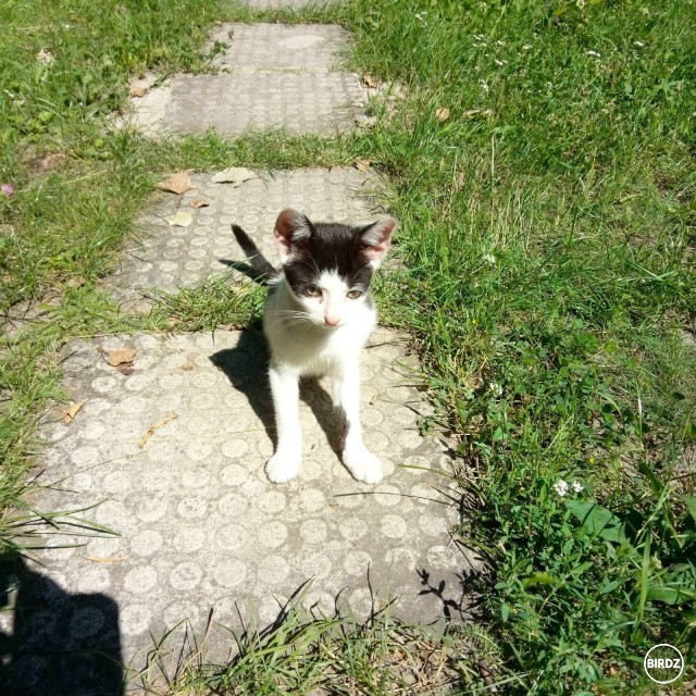 Hľadá sa čierno - biely kocúrik Fľaky stratil sa alebo ho ukradli vo Vajnoroch (Vajnorské jazero) ... 

Stratil sa alebo ho niekto ukradol atď.   :-O   :-(