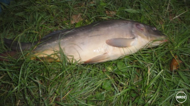 V cera som chytil vo Vajnoroch takéhoto kapra ktorý meral 59cm a+ mal  také cca 4,80kg atď.  :-O

Taký môj rybársky úlovok z Vajnorského jazera hehe!...