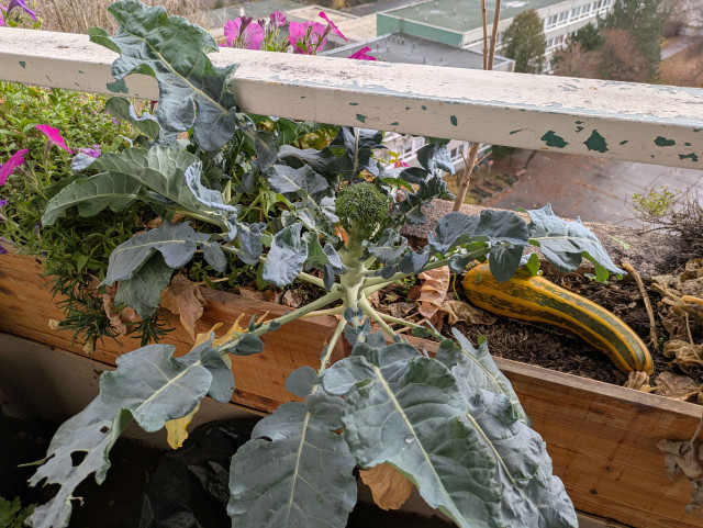 Už mi ide brokoliškaaa :D