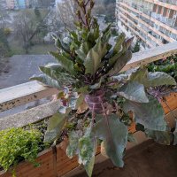 šesťdesiat na šesťdesiat , hu húúúú :D