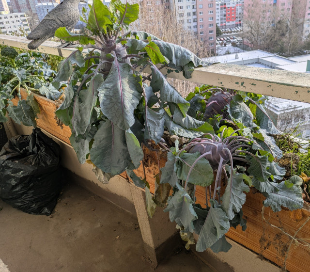 :( . Zima preč , zima preč , zima preč !!!