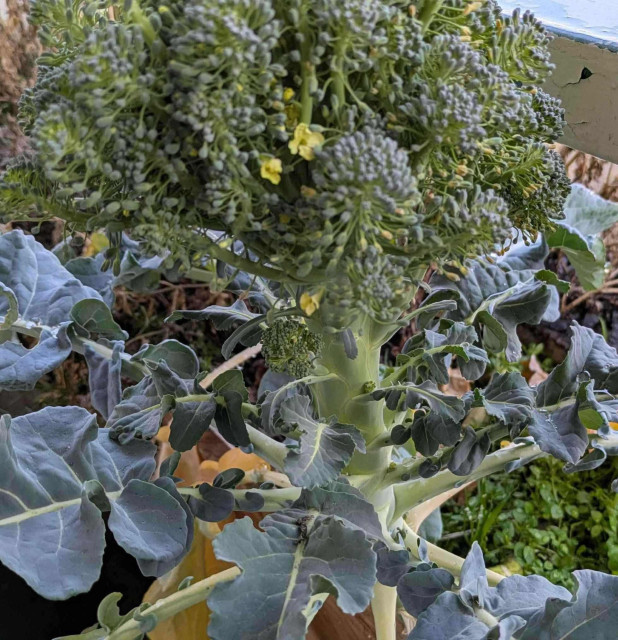 Rozkvitla mi brokoliška =3