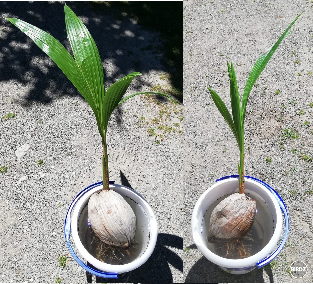 Cocos nucifera - Kokosovník obyčajný
V MeteoTropik-u dnes presádzame cca 1 rok mladé semenáčiky tropických kokosových paliem. Pred ich presadením vykonávame aj kúpeľ vo vlažnej vode, nech sa starý nepotrebný substrát čo najviac uvoľní, potom korene osp