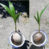 Cocos nucifera - Kokosovník obyčajný
V MeteoTropik-u dnes presádzame cca 1 rok mladé semenáčiky tropických kokosových paliem. Pred ich presadením vykonávame aj kúpeľ vo vlažnej vode, nech sa starý nepotrebný substrát čo najviac uvoľní, potom korene osp