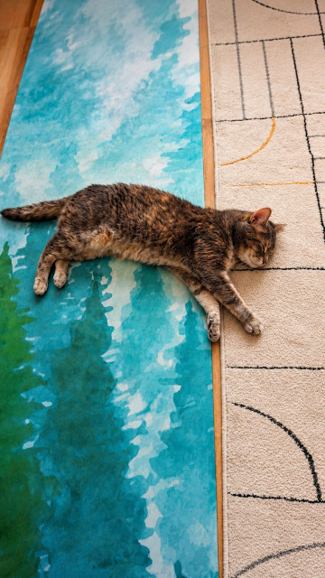 mačacia śavāsana