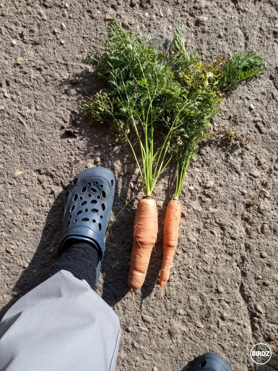 Hehee plantážnik som dnes bou B) 