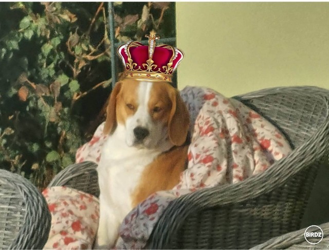 Monarcha