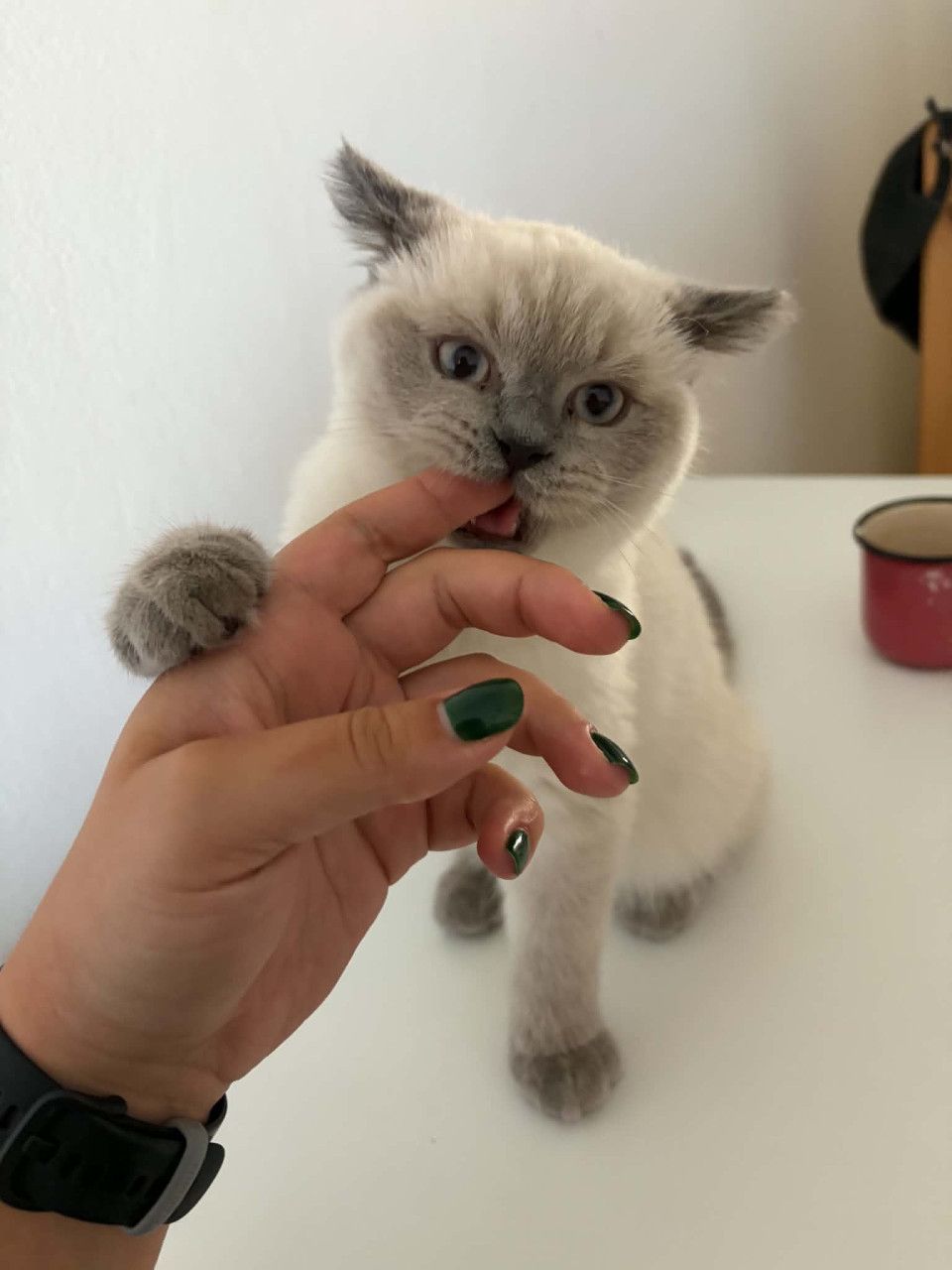 Hihi 