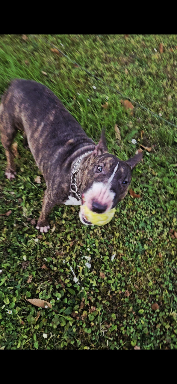 Môj psíček takto krásne papá jabĺčko. 