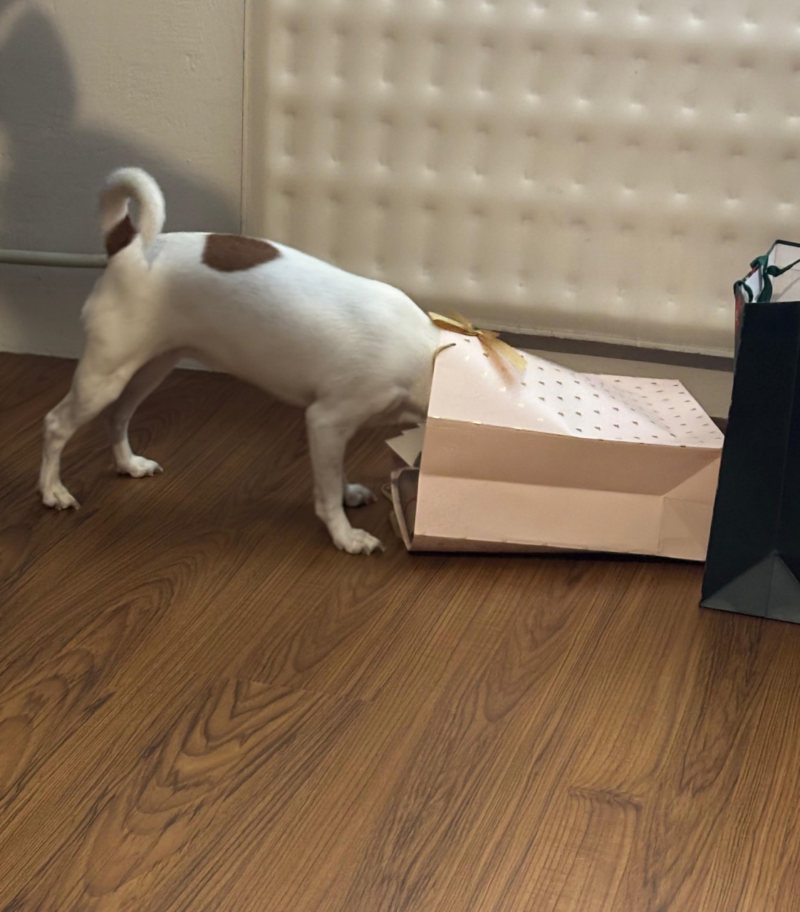 Niekto sa tuším teší na Vianoce.