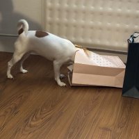 Niekto sa tuším teší na Vianoce.