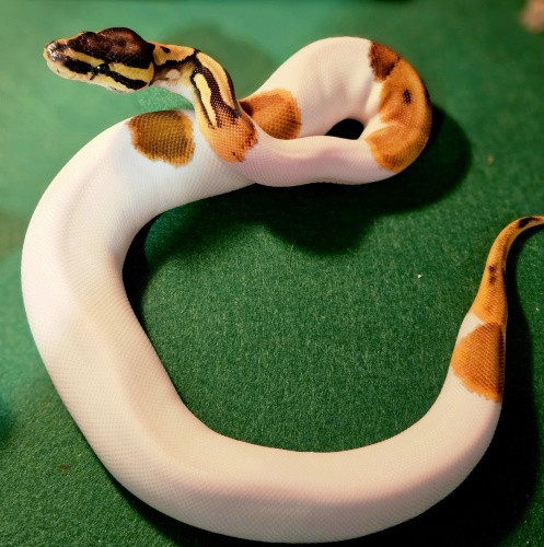 :*