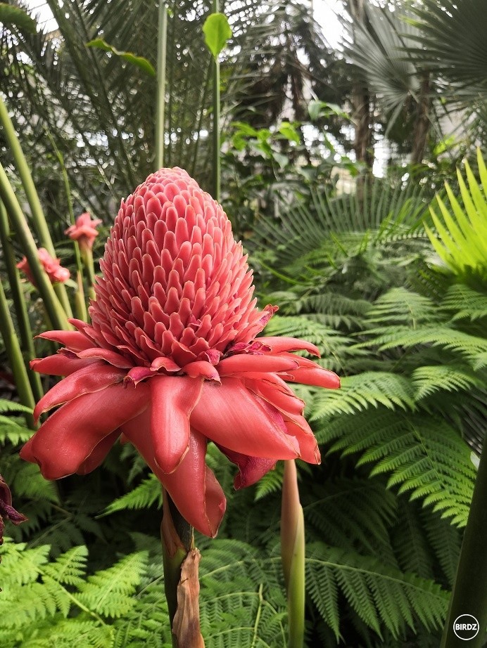 Etlingera - Botanická záhrada Bratislava