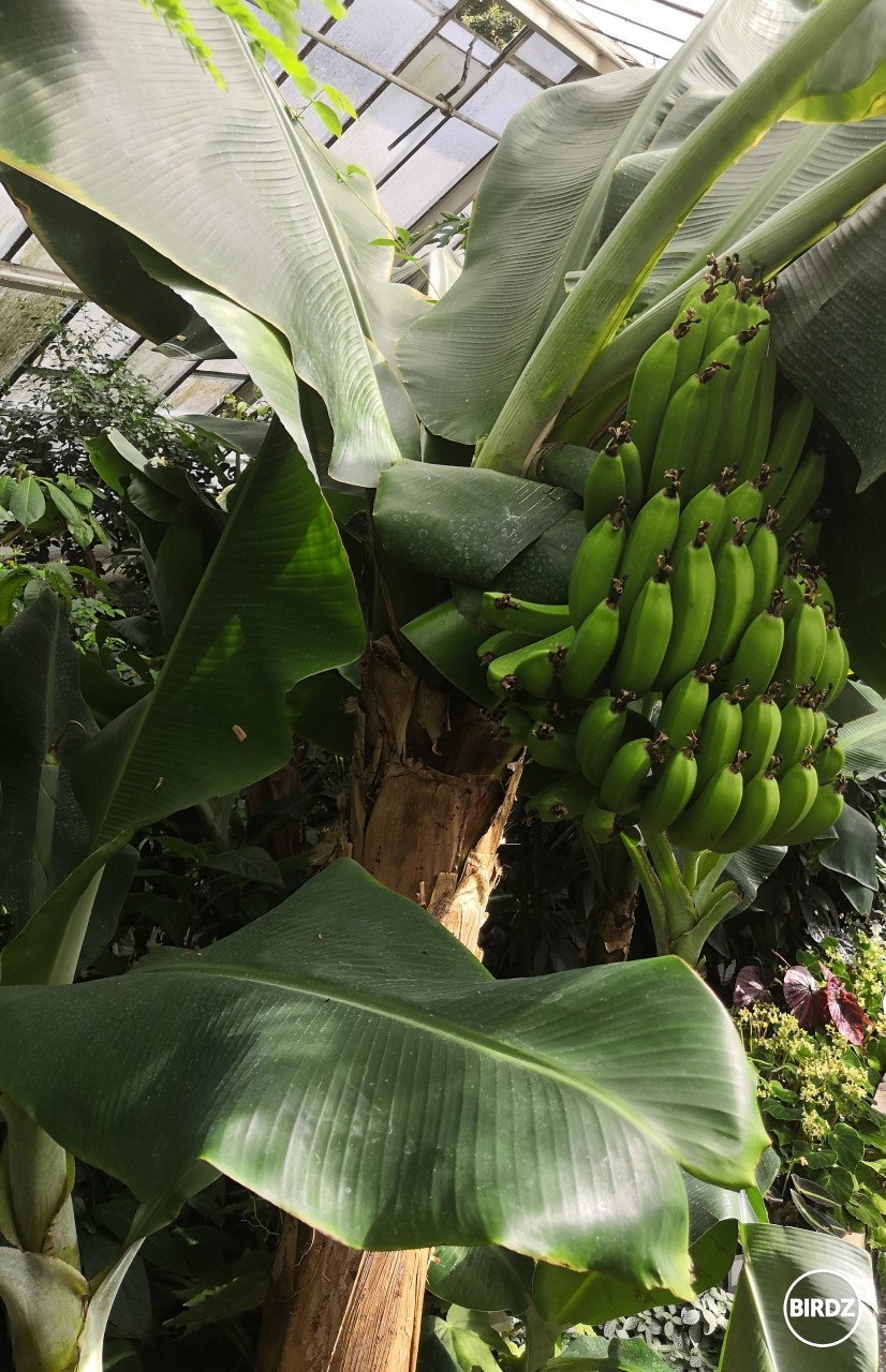 Musa Cavendish - Botanická záhrada Bratislava