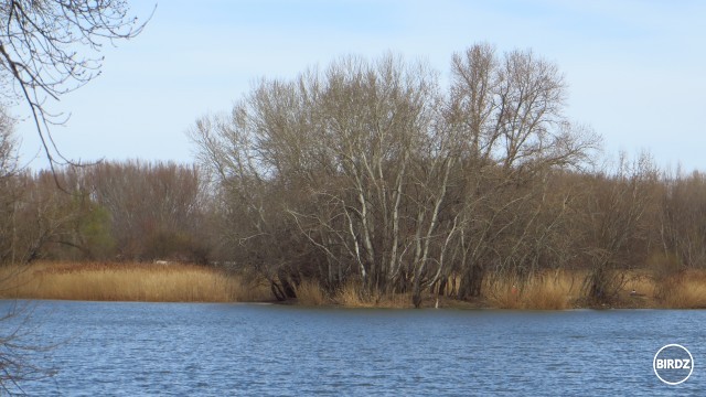 Tesne pred prebudením 2.
 :bee:  :fish:  :bird: 