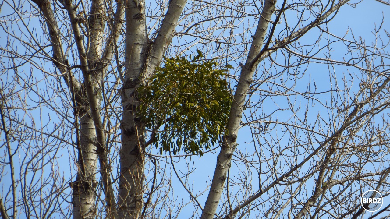 iMelo  :bird: 