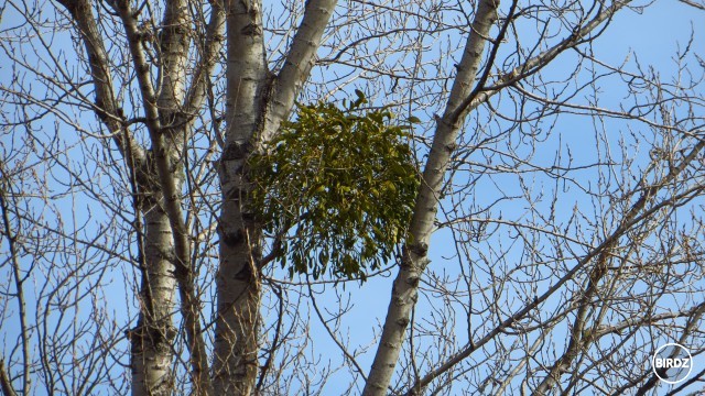 iMelo  :bird: 