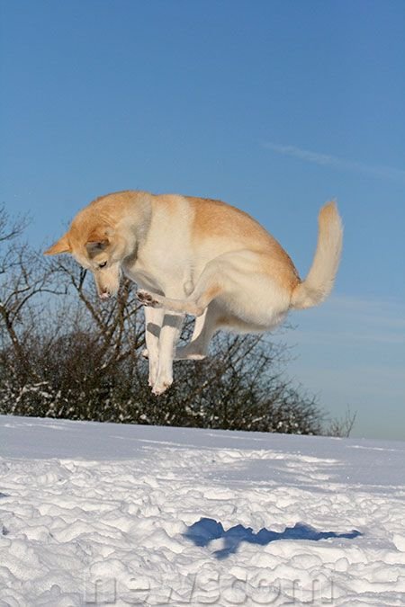 husky