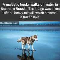 husky