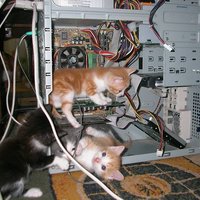 IT support, purrfect