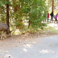 ja a mule deer v Yosemite :)