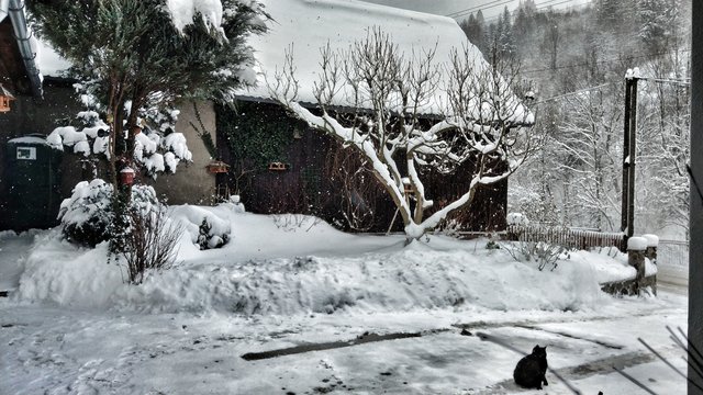 padal, padá a bodať bude ... ani tej mačke sa tie prognózi nepačia :D