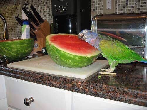 Kiež by ma mal niekto tak rád ako tento papagáj melón