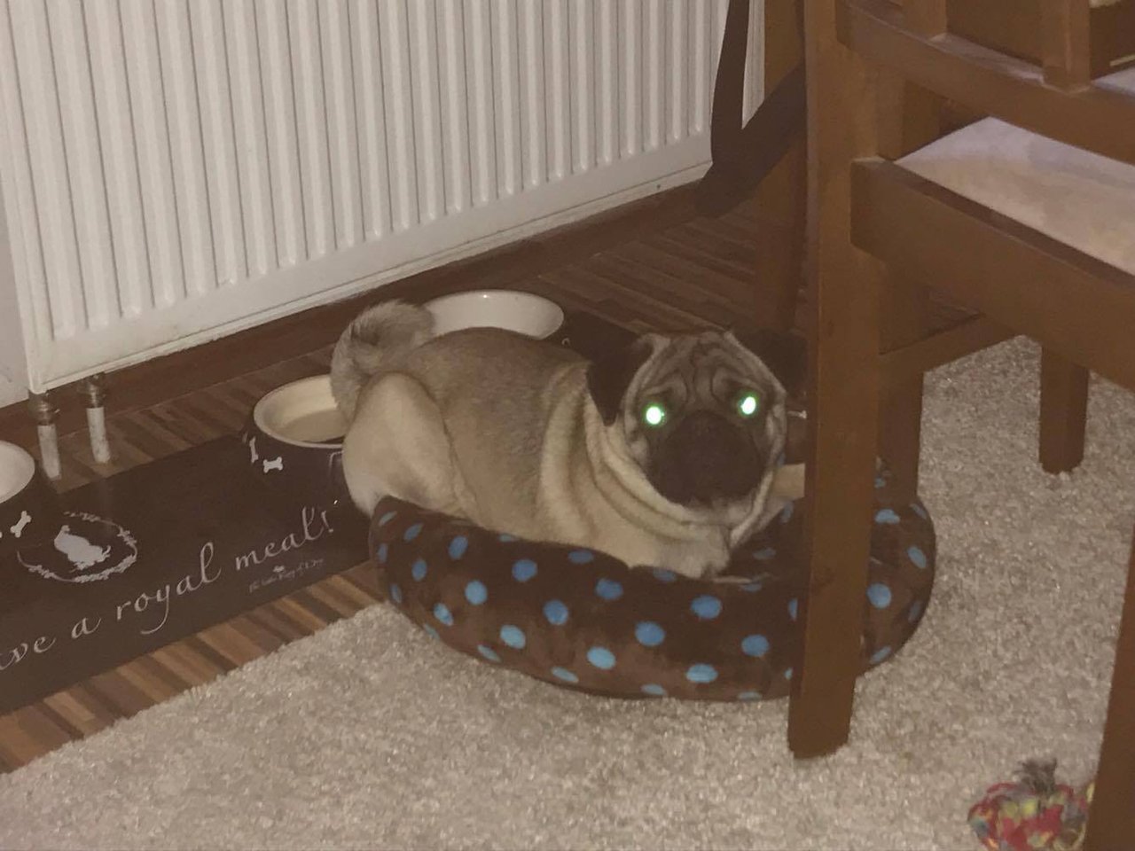 Alien pug :-D Keď sa malý napchá, napchám sa aj ja :-D