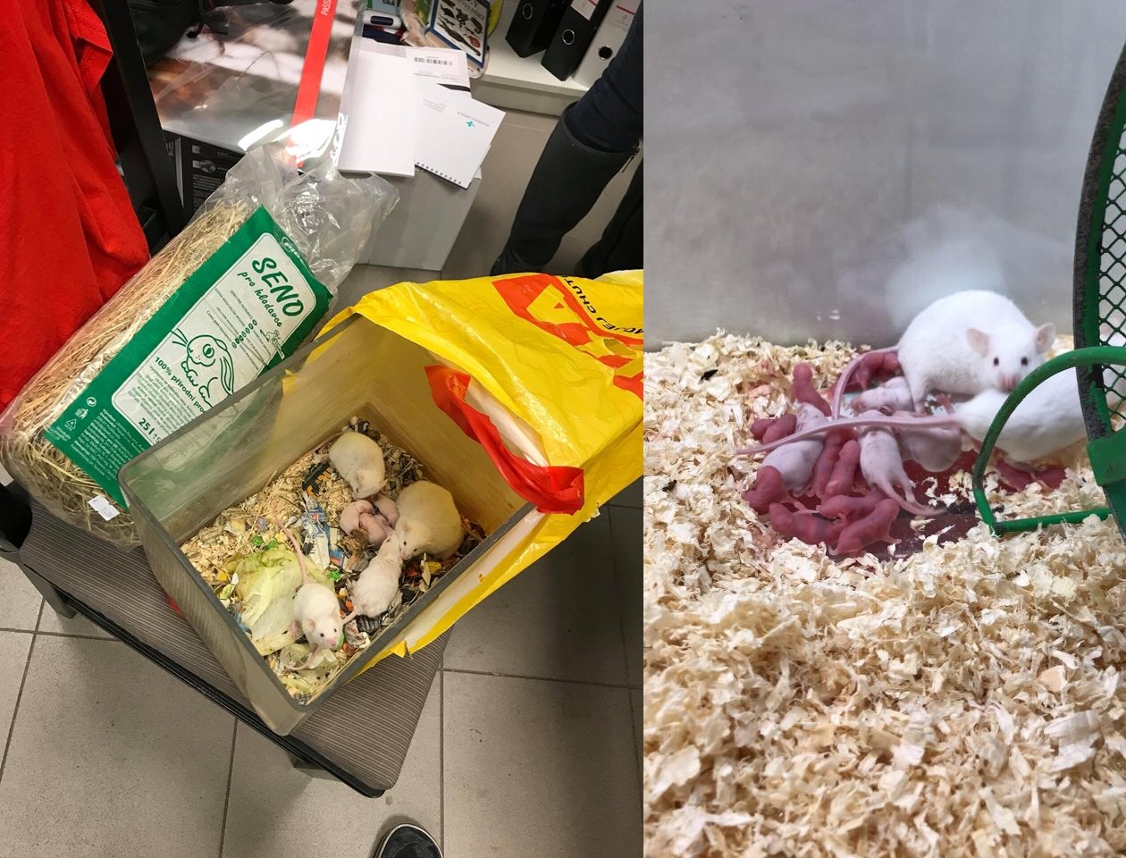 Dnes nás niekto vyhodil pred Super ZOO obchod a nechal nás v zime v taške... dobrý ujo sa nás ujal a sme v teple a dokonca máme aj prírastky :-)