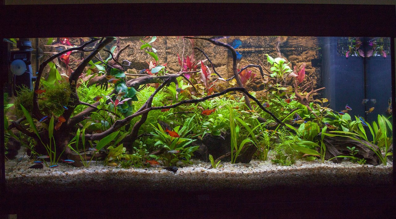 Nový obyvatelia, biotop Amerika Mikrogeophagus ramirezi (gold, electric blue), Hyphessobrycon eques, Paracheirodon axelrodi, Hasemania nana, Hemigrammus rhodostomus, Hyphessobrycon flammeus, Hemigrammus erythrozonus (čističov moc nepočítam Corydoras boehl