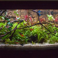Nový obyvatelia, biotop Amerika Mikrogeophagus ramirezi (gold, electric blue), Hyphessobrycon eques, Paracheirodon axelrodi, Hasemania nana, Hemigrammus rhodostomus, Hyphessobrycon flammeus, Hemigrammus erythrozonus (čističov moc nepočítam Corydoras boehl