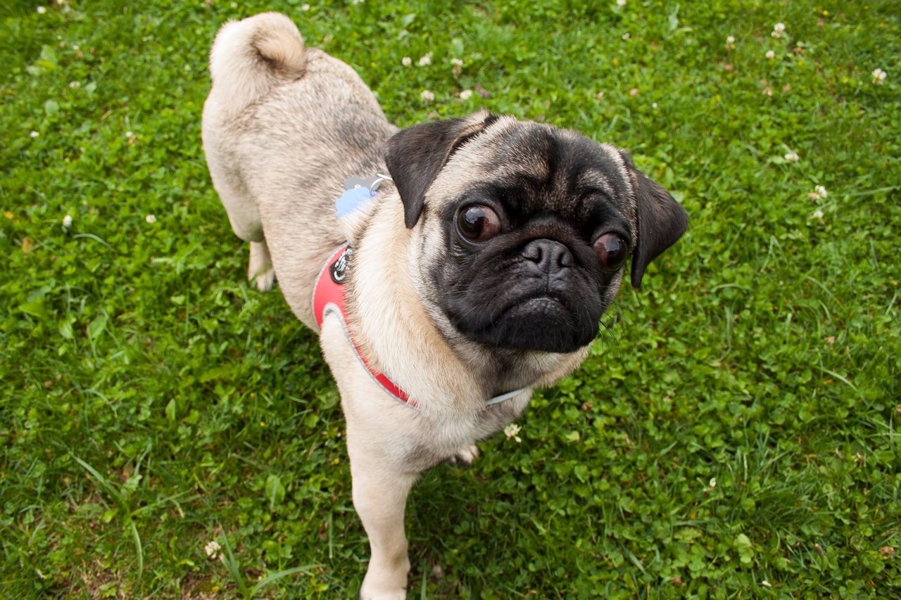 Max the pug :-)