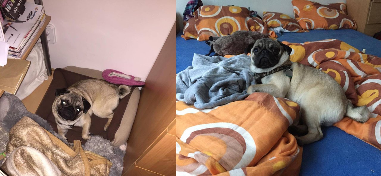 Dlho v pelechu nevydržal :-D