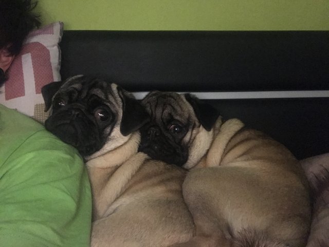 Cuties ❤️