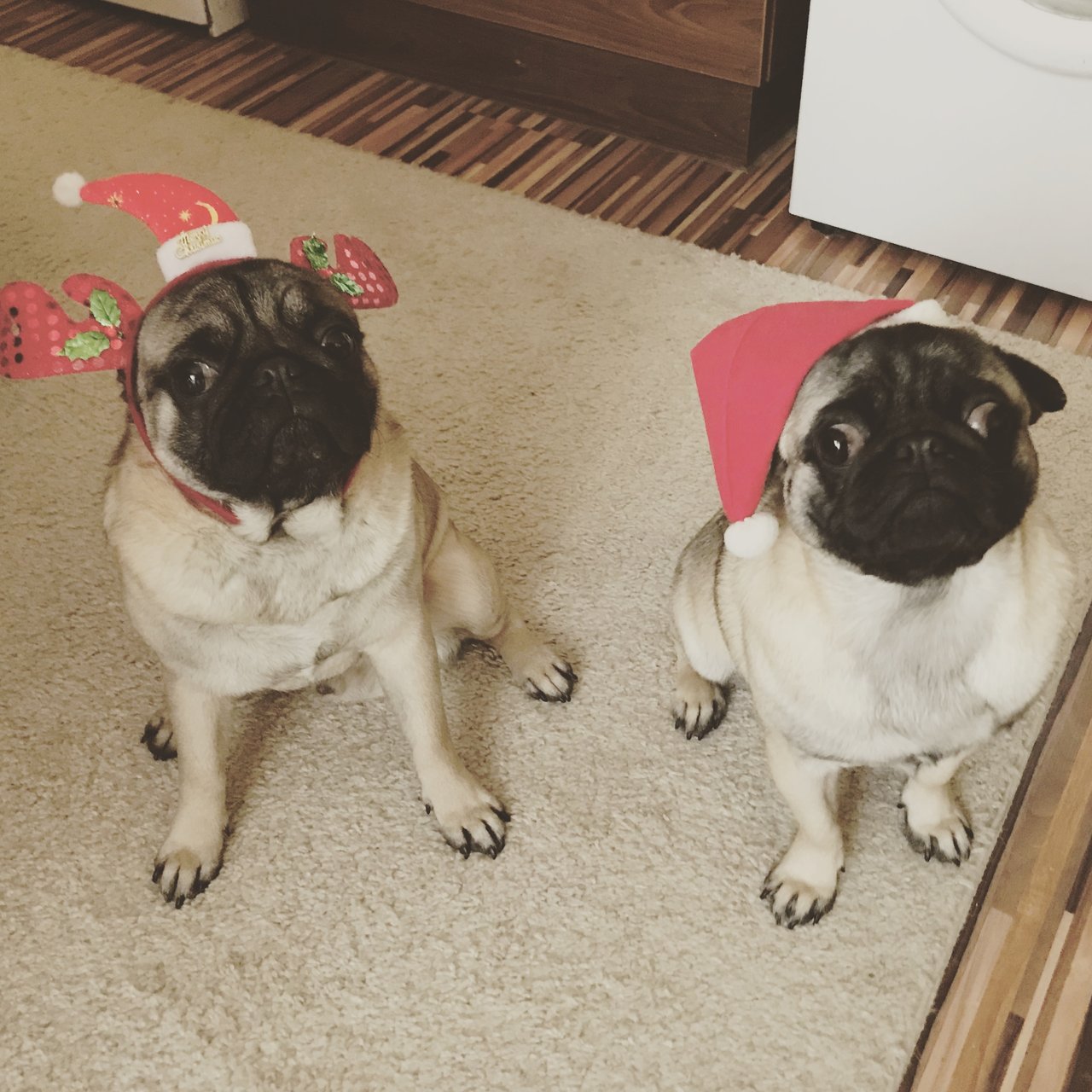 Merry Pug-mas