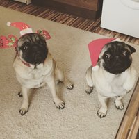 Merry Pug-mas